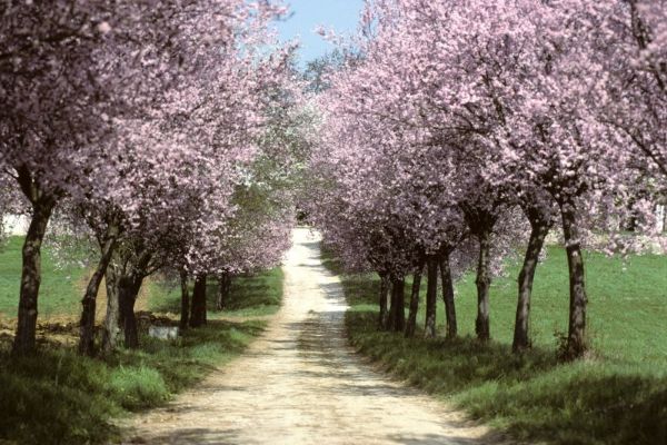 Viale fiorito - Foto Caliaro Luigino